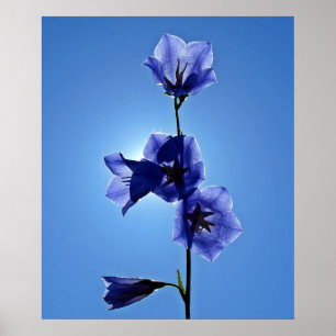 Poster Flor azul