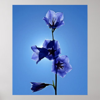 Poster Flor azul