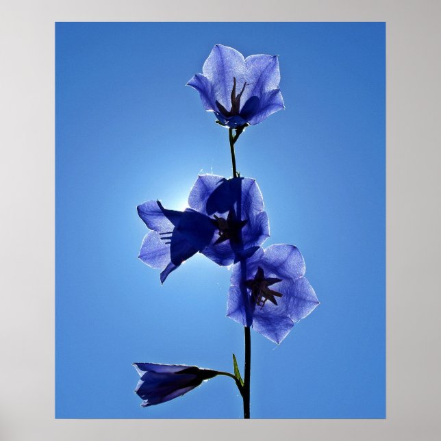 Poster Flor azul (Frente)