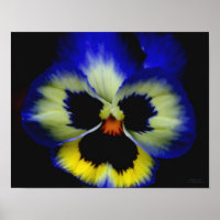 Flor Azul-Branca