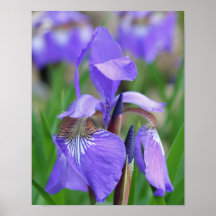 Flor Azul Pálido Sinalizador Iris
