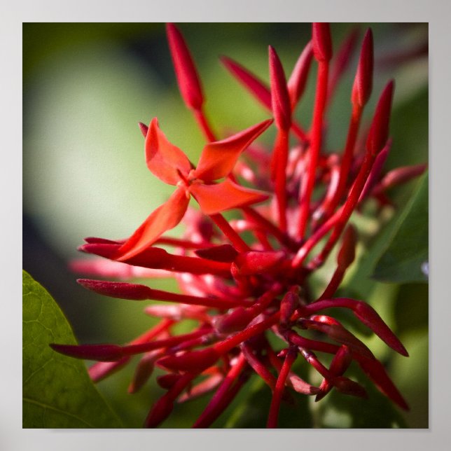 Pôster Flor Bali Exótica (Frente)