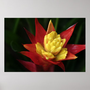 Poster Flor bonita