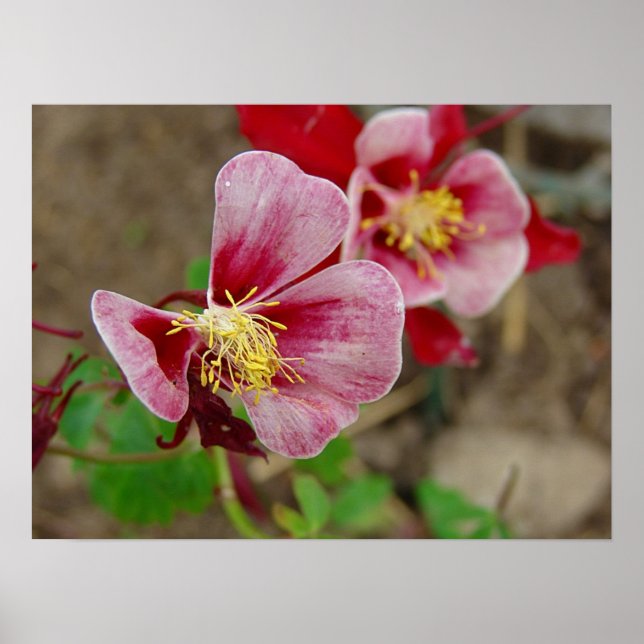 Poster Flor bonito (Frente)