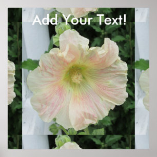 Pôster Flor bonito branca do Hollyhock