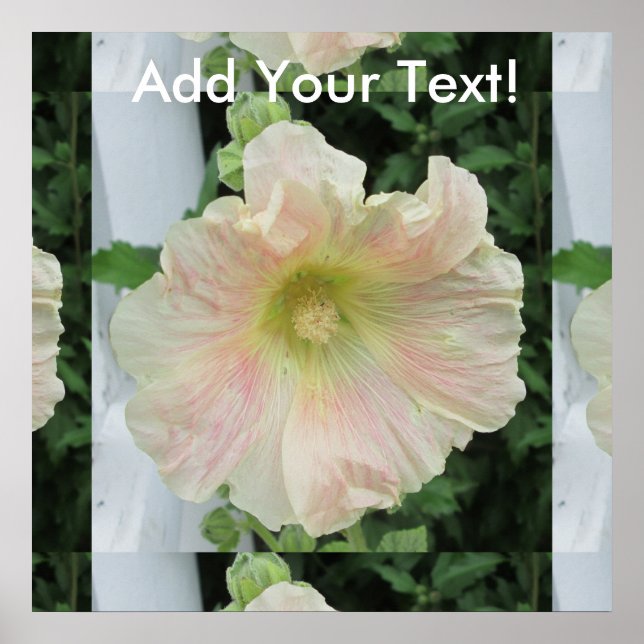 Pôster Flor Bonito Branca Hollyhock (Frente)