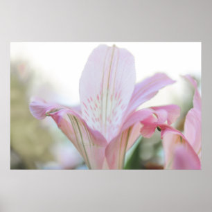 Poster Flor bonito de Pasto Rosa