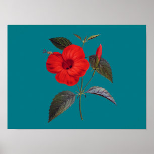 Poster Flor bonito Red Hibiscus