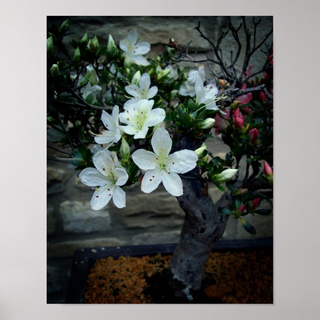 Poster Flor Bonsai (Frente)