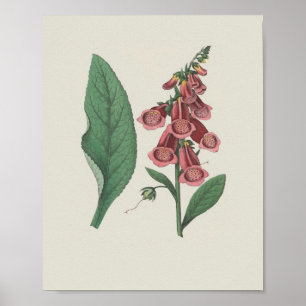 Poster Flor Botânica de Flor Selvagem de Foxglove