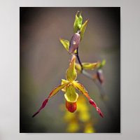 Flor Botânica Orquídea Amarela Elegante Laranja Am