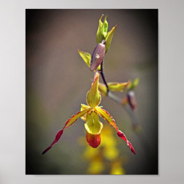 Poster Flor Botânica Orquídea Amarela Elegante Laranja Am
