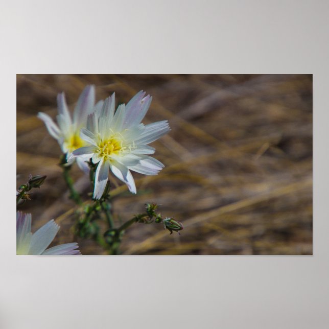 Poster flor branca (Frente)