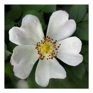 Pôster flor branca brilhante
