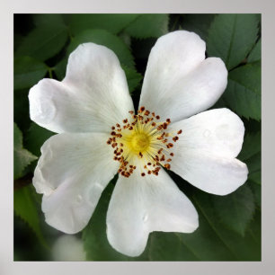 Pôster flor branca brilhante