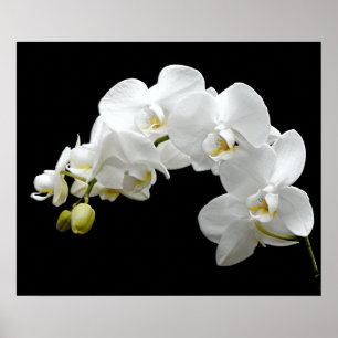Poster Flor branca da orquídea