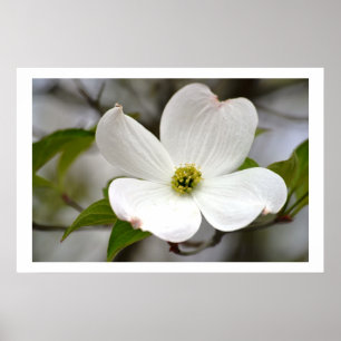 Poster Flor branca do Dogwood