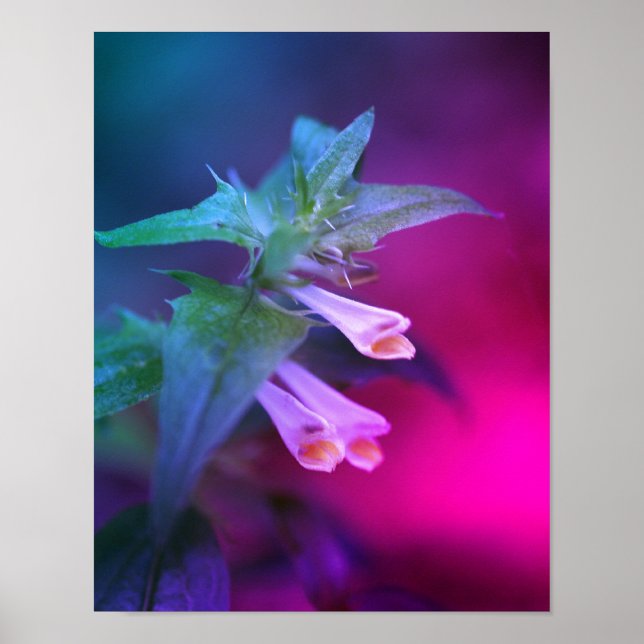 Poster Flor Branca Pequeno Fechado (Frente)