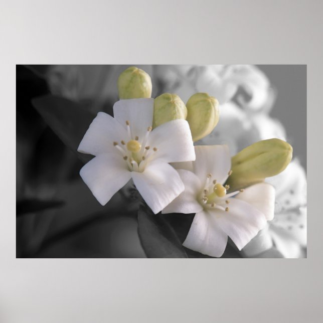 Poster Flor branco (Frente)