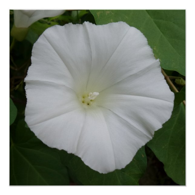 Pôster Flor Branco 20" x 20",Poster papel,Semibrilho (Frente)