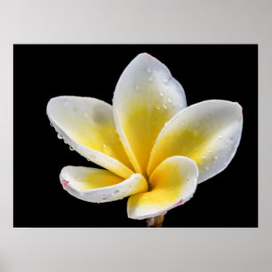 Poster Flor branco-amarela bonita do Plumeria