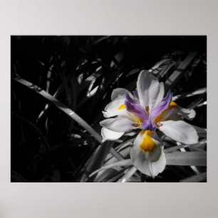 Pôster Flor - branco amarelo roxo