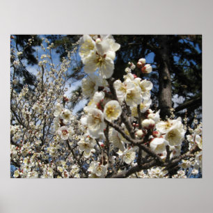 Poster Flor branco de cereja / Sakura / ク サ(桜)