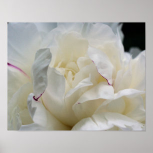 Poster Flor Branco De Peônias Em Sangue