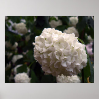 Pôster Flor Bridal
