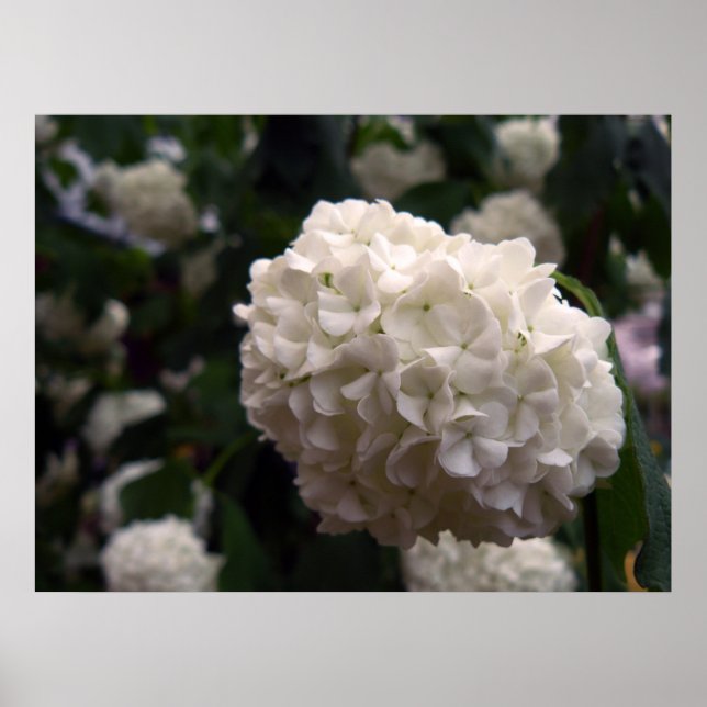 Pôster Flor Bridal (Frente)