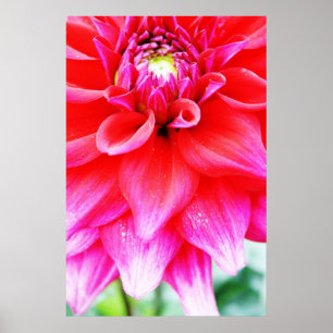 Pôster Flor brilhante