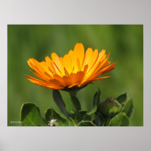 Poster - Flor Calendual