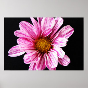 Poster Flor Chrysanthemum