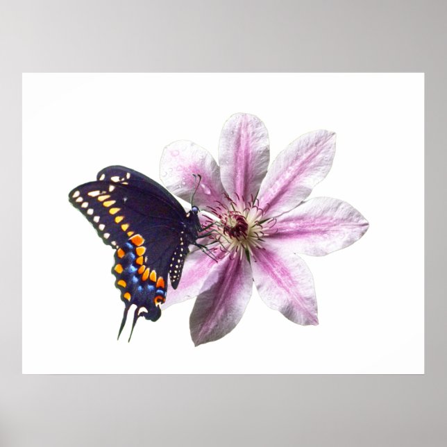 Poster Flor Clematis e borboleta negra (Frente)