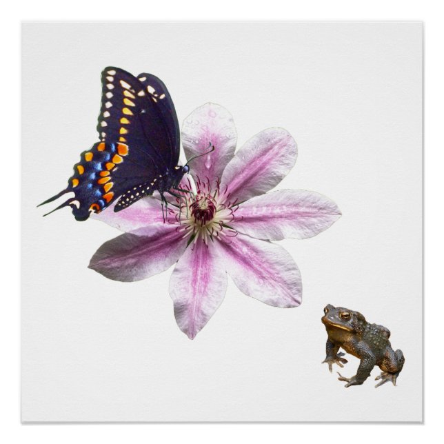 Pôster Flor Clematis e borboleta negra (Frente)