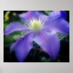 Poster Flor Clematis Roxo Suave