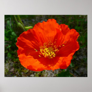 Pôster Flor Colorido Vermelho do Alasca