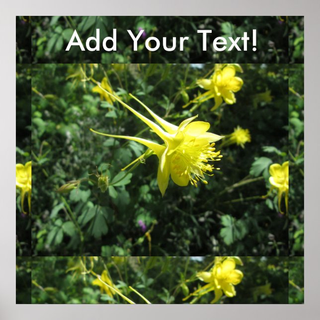 Pôster Flor Columbina (Frente)