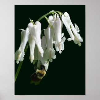 Poster Flor Columbina Branca E Abelhas