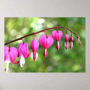 Poster Flor cor-de-rosa