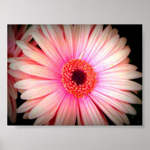 Pôster Flor cor-de-rosa