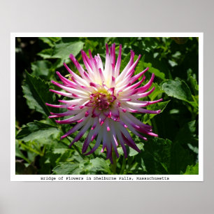 Pôster Flor Cor-de-rosa-Branca de Spikey na ponte das