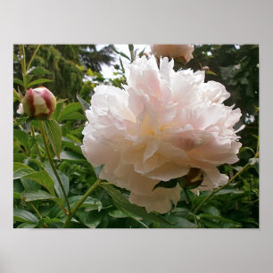 Pôster Flor cor-de-rosa da peônia