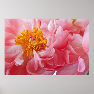 Pôster Flor cor-de-rosa da peônia do primavera - modelo