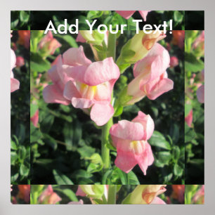 Pôster Flor cor-de-rosa de Snapdragon
