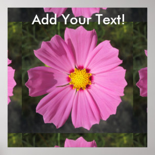Pôster Flor cor-de-rosa do cosmos