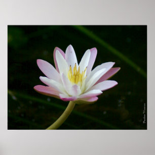 Pôster Flor cor-de-rosa do lírio de água, até 24" x 18