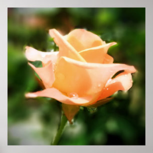 Pôster Flor cor-de-rosa do vintage