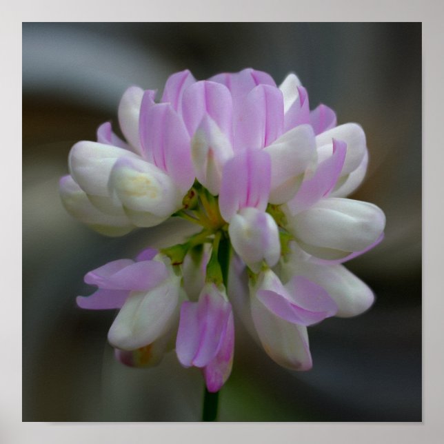 Pôster Flor Cor-De-Rosa E Branco Fechar (Frente)