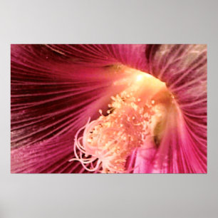 Poster Flor cor-de-rosa lindo do Hock do azevinho